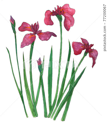 Hanashobu 手繪水彩插圖 77200067