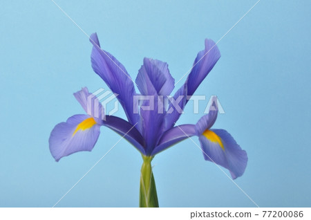 leaf iris in sword on a blue background 77200086