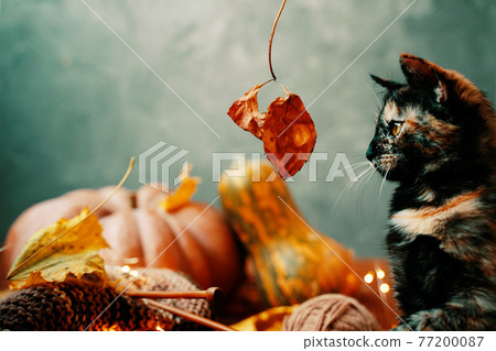 Cat looks with interest at an autumn leaf on a twig. 77200087