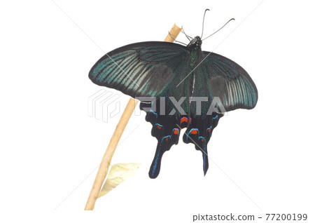 Emergence of Chinese peacock butterfly white background 77200199