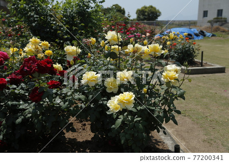 Arao City Ominous Citizen Flower Bed Rose Flower, Arao City Ominous Citizen Flower Bed Rose Flower, 77200341