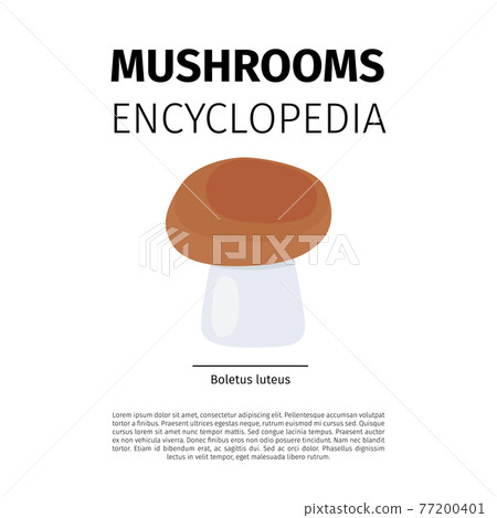 Boletus luteus mushroom Boletus luteus mushroom 77200401