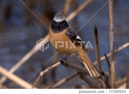 Daurian Redstart staying on the reeds Daurian Redstart staying on the reeds 77200954