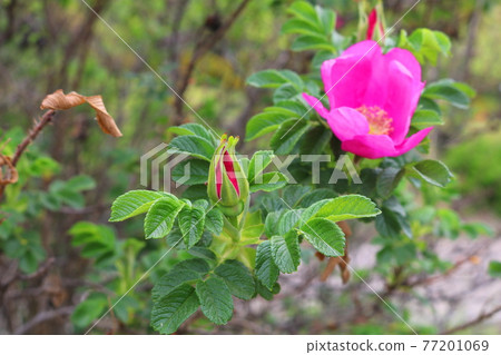 Applicable Applicable 77201069