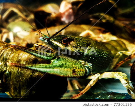 close up. blue crayfish in the river aquarium. 77201156
