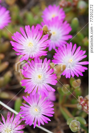 Trailing Ice Plant blooming in the park (Matsuba chrysanthemum) Trailing Ice Plant blooming in the park (Matsuba chrysanthemum) 77201272