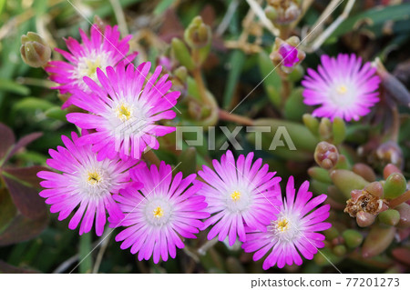Trailing Ice Plant blooming in the park (Matsuba chrysanthemum) 77201273