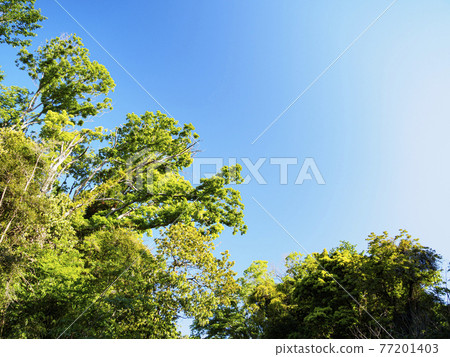 位於湘南三浦半島的神奈川縣三浦市的未開發地區，小代之森的新鮮綠色耀眼春天 77201403