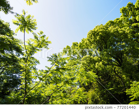 Fresh green dazzling spring of Koajiro no Mori in the unexplored region of Miura City, Kanagawa Prefecture, on the Shonan Miura Peninsula 77201440