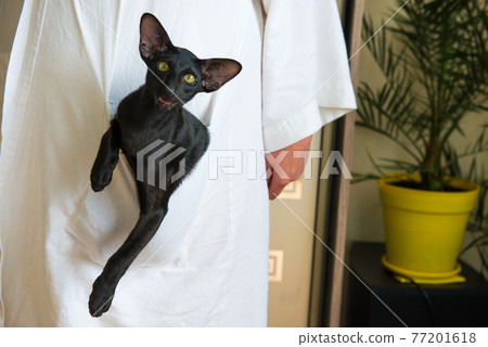 Black oriental cat in pocket Black oriental cat in pocket 77201618