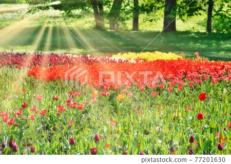 Tulips in the park 77201630