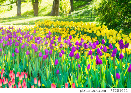 Tulips in the park Tulips in the park 77201631