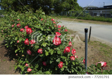 Arao City Ominous Citizen Flower Bed Rose Flower, Arao City Ominous Citizen Flower Bed Rose Flower, 77201701