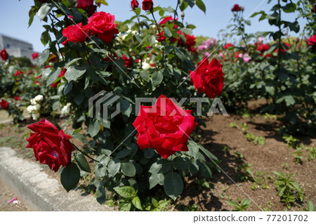 Arao City Ominous Citizen Flower Bed Rose Flower, Arao City Ominous Citizen Flower Bed Rose Flower, 77201702