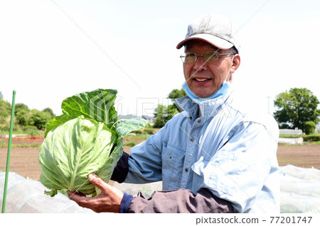 Senior man harvesting spring cabbage Senior man harvesting spring cabbage 77201747