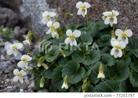 知床特有種 Viola kitamiana 77201797