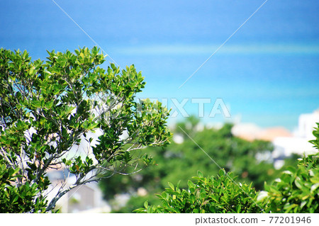 沖繩縣海濱城市絲滿市鹽崎市 77201946