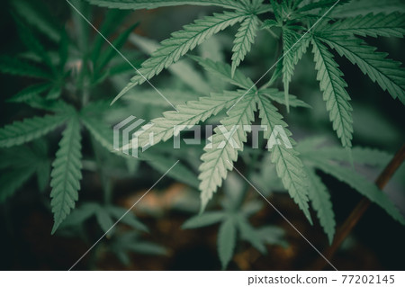 Thai Marijuana leaf in the cannabis plantation 77202145