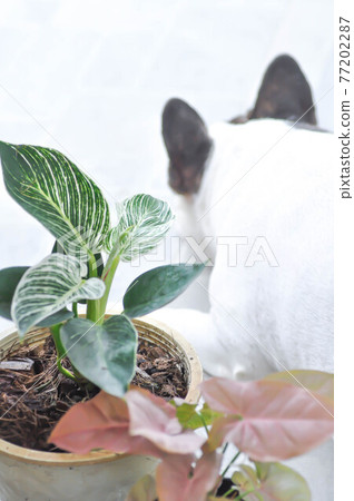 Philodendron , Philodendron birkin and Syngonium or  Syngonium Pink 77202287