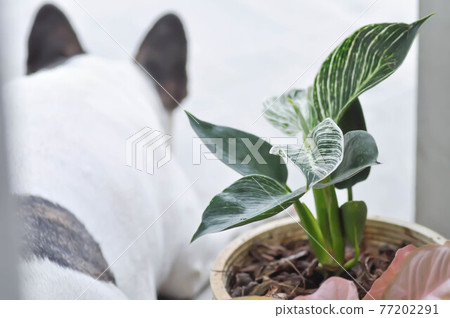 Philodendron , Philodendron birkin and a dog Philodendron , Philodendron birkin and a dog 77202291