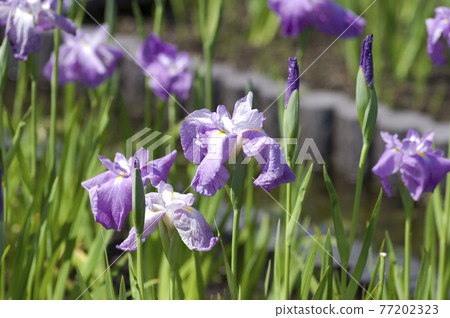 Purple iris flowers are in bloom in the iris garden. The name of this iris is Shiranui. 77202323