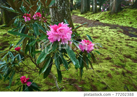 和歌山縣伊東郡高野町高野山靈寶館杜鵑 77202388