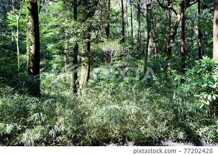 明治神宮的灌木 77202428