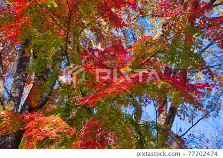 Autumn leaves in full bloom at Jomine Park in Kamikawa Town, Saitama Prefecture 77202474