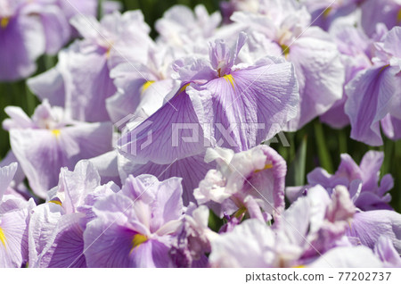 Pink and white iris flowers are in bloom in the iris garden. The name of this iris is Satozakura. Pink and white iris flowers are in bloom in the iris garden. The name of this iris is Satozakura. 77202737