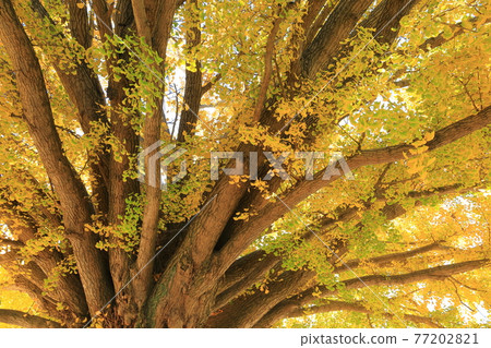 Yamato's Daicho-Toyokawa City, which has lived for many years 77202821