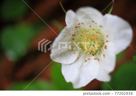 Ichirin soak flower 77202938