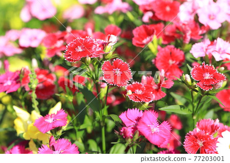 七彩石竹花 77203001