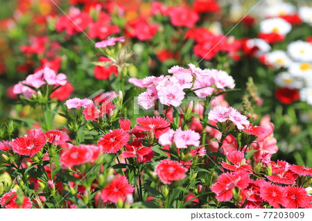 七彩石竹花 77203009