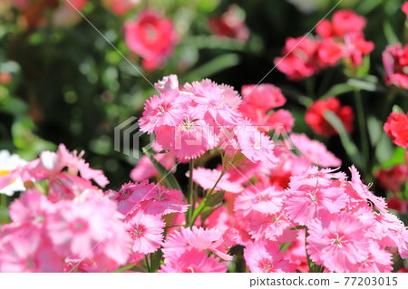Colorful stone bamboo flowers 77203015