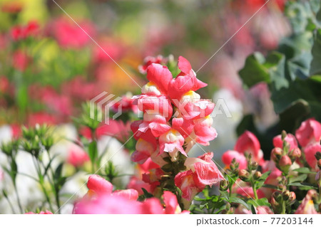 金魚草 一種從春天到初夏盛開的花 照片素材 圖片 圖庫