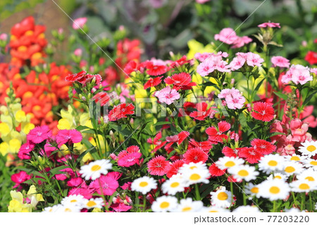 Flowerbed from spring to early summer 77203220