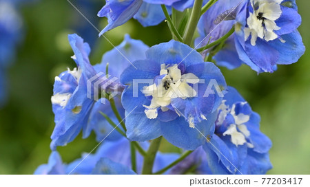 Blue blooming delphinium Blue blooming delphinium 77203417