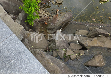 禦池水上樂園鵝的親子 77203595
