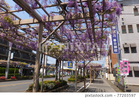 春日部富士街上的紫藤花 77203597