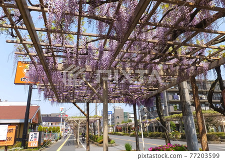 春日部富士街上的紫藤花 77203599