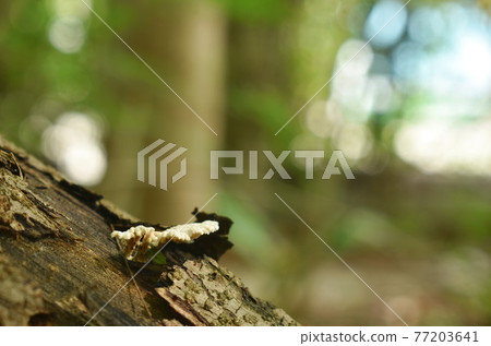 fungus mushroom bunch growing from decay log on ground in forest 77203641