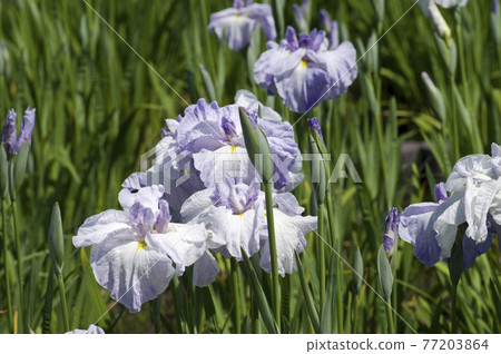 淺紫色和白色的鳶尾花在鳶尾花園中盛開。這種鳶尾花的名字是新的淺藍色獅子。 77203864