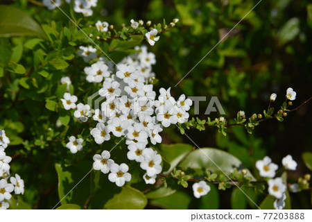 Yukiyanagi盛開 77203888