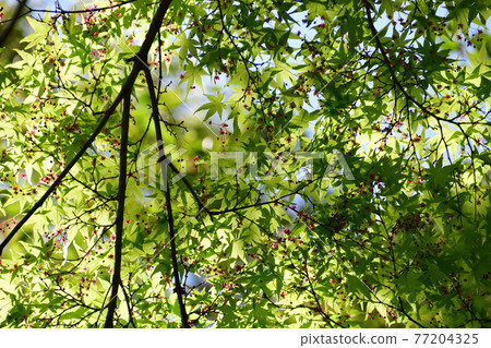 Maple looking up in the fresh green season 77204325