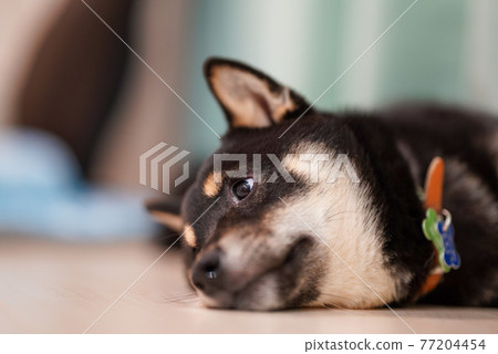 Shiba Inu Shiba Inu 77204454