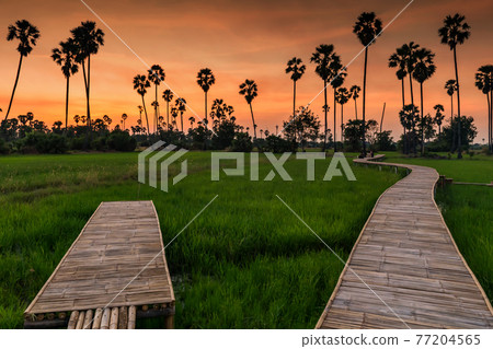 Walking trail of Rice and sugar palm tree farm at dusk Walking trail of Rice and sugar palm tree farm at dusk 77204565