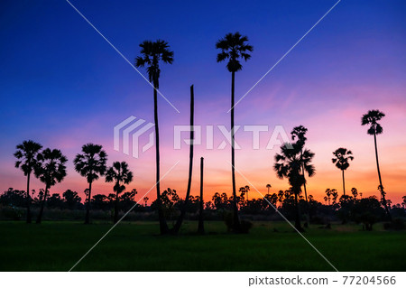 Sugar palm trees and paddy rice farm at dusk 77204566