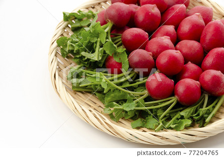 20th Japanese radish 20th Japanese radish 77204765