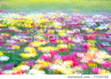 鬱金香節 77204768