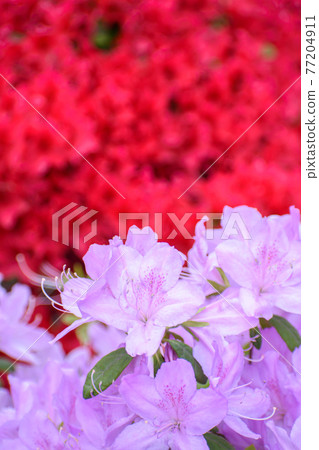 Azalea flower 77204911